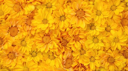 Vibrant Yellow Flowers Blooms Covering Ground in Sunny Spring Garden