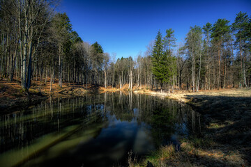 Leśny staw © Robert