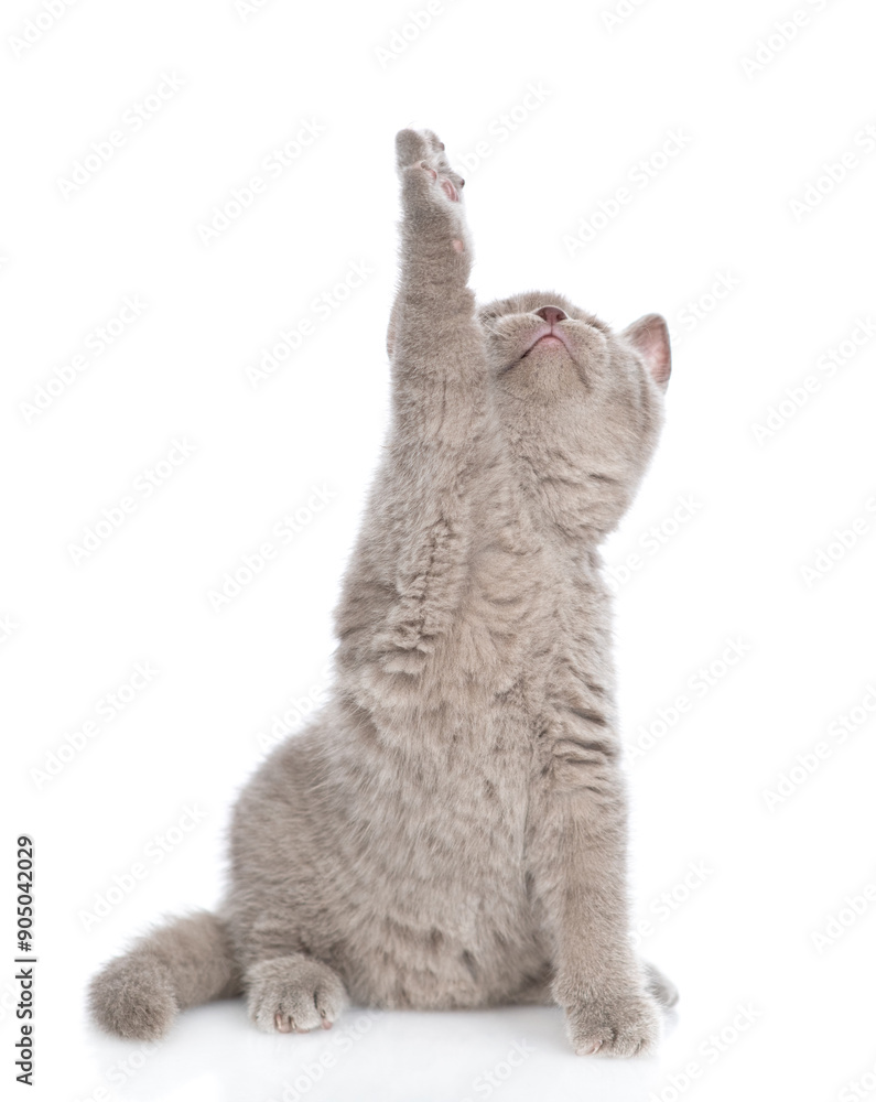 Poster playful gray kitten standing on hind legs and looks up on empty space. isolated on white background