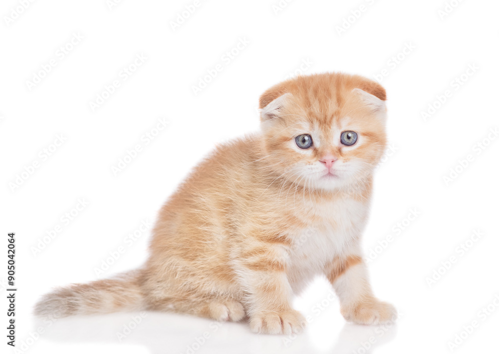 Poster sad ginger kitten sitting and looking at camera. isolated on white background