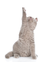 Playful gray kitten standing on hind legs and looks up on empty space. isolated on white background