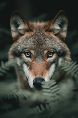 Fototapeta premium Wolf wallpaper. Wolf poster