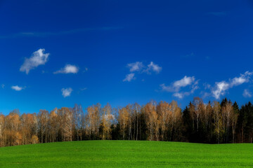 Brzozowy zagajnik