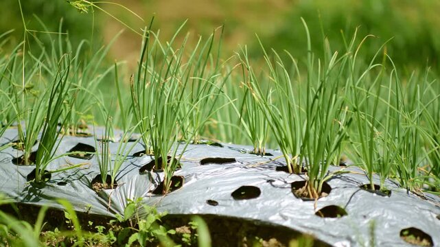 Panning Shot of Onion Farm with Weed Mat on Merapi Slopes - Morning Close-Up in 4K