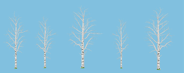 Set of bare birch trees in the early spring  season without leaves against blue sky background. Isolated vector illustration for design elements.