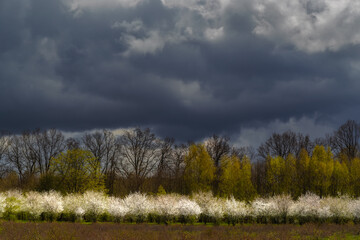 Dramatyczne chmury nad wiosennym sadem © Robert