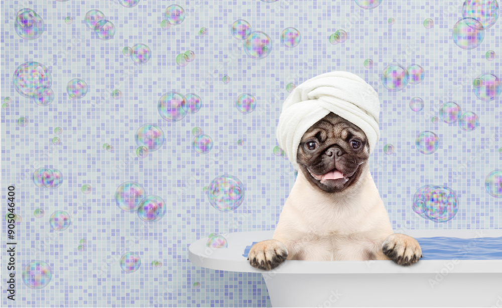 Poster happy pug puppy wrapped with white towel takes the bath at home. empty space for text