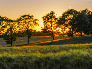 Zachód słońca nad polem © Robert