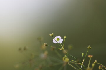 White flower on a green background