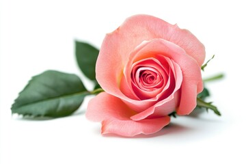 Fototapeta premium Rose isolated on white background, full depth of field , ai