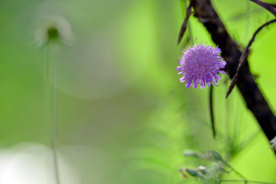 Acker-Witwenblume, Wiesenskabiose // Field scabious  (Knautia arvensis)