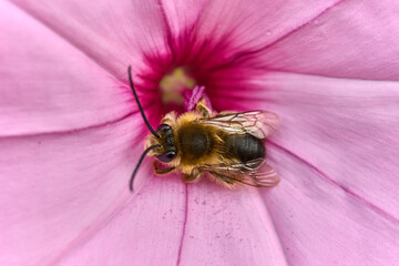 Megachilidae