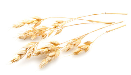 oat spike or ears isolated on white background close-up