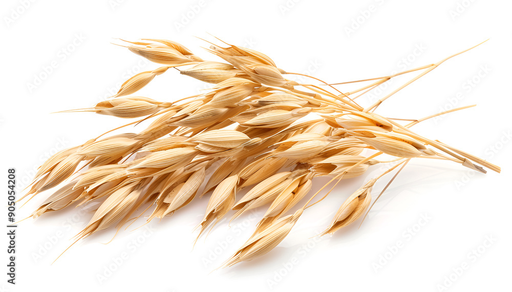 Wall mural oat spike or ears isolated on white background close-up