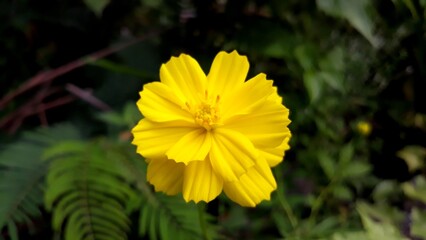 Flowers scene of fresh bloom of yellow Sulfur Cosmos with green leaves background