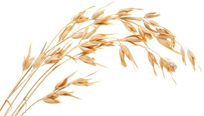 oat spike or ears isolated on white background close-up