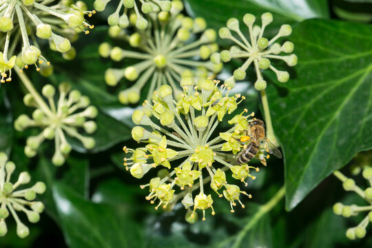 Bl&uuml;ten des Gemeinen Efeu, auch Gew&ouml;hnlicher Efeu (Hedera helix) genannt mit Biene	