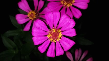 Fototapeta premium pink zinnia elegans flower blossom on isolated black background