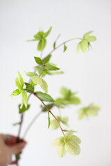 Obraz premium hellebores or Helleborus flower blooming plant closeup in home decor design decoration, natural eco concept