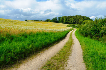 A peaceful dirt road meanders through vibrant fields of grass and wildflowers under a serene sky filled with fluffy clouds.