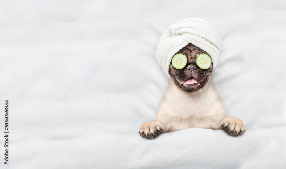 Poster Funny Pug puppy with towel on it head and with a piece of cucumber on it eyes relaxing on the bed at home. Top down view. Empty space for text