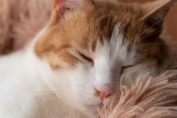 窓辺でくつろぐ猫　茶トラ白