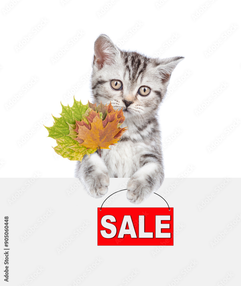 Poster cute kitten holds dry leaves and shows signboard with labeled 
