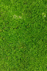 Close up green moss texture background