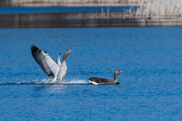 Graugans Pärchen während der Balz