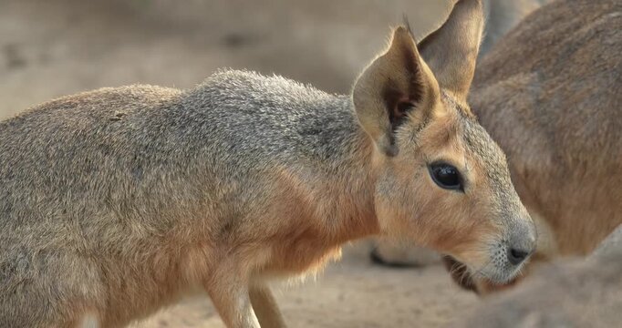 Close up of Patagonian mara (Dolichotis patagonum), is a relatively large rodent in the mara genus Dolichotis. It is also known as the Patagonian cavy or Patagonian hare.