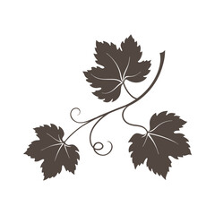 Silhouette of grapevine on white background.