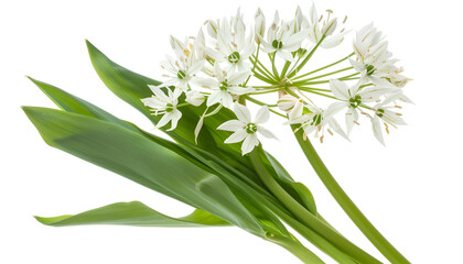 Fototapeta premium the flower of wild garlic isolated on white background.