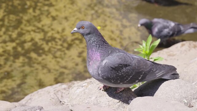 Dove in a city of park in Europe. 