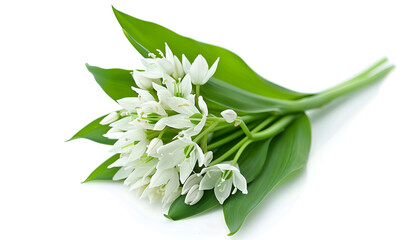 Obraz premium the flower of wild garlic isolated on white background.