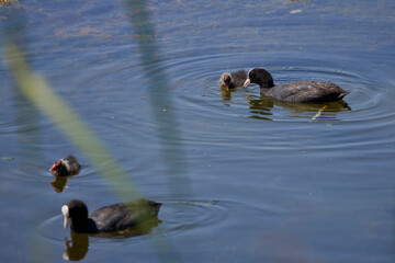 family of coots (Fulica atra) on a lake, mother with the chick she is feeding.