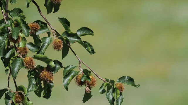 Branch of beech tree with nuts and green leaves, Fagus sylvatica
