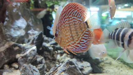 Discus fish. Beautiful colorful fish swim in an aquarium © KIM