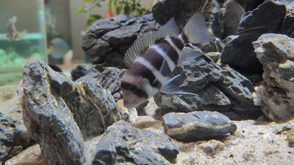 Protonsa fish in a fish tank