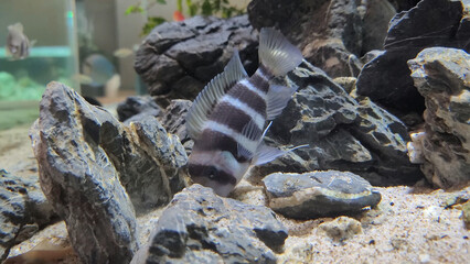 Protonsa fish in a fish tank