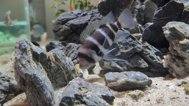 Protonsa fish in a fish tank