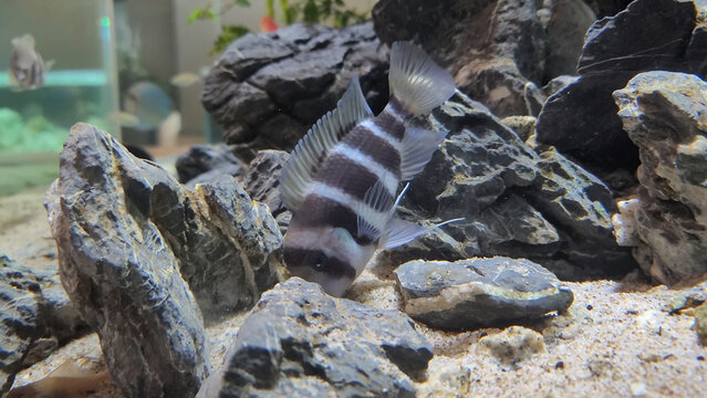 Protonsa fish in a fish tank