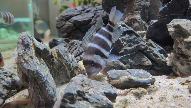 Protonsa fish in a fish tank