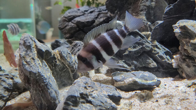 Protonsa fish in a fish tank