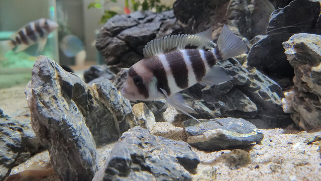 Protonsa fish in a fish tank