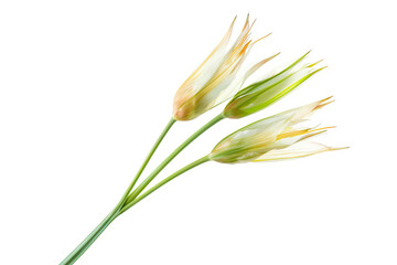 Fototapeta premium A trio of wildflowers in delicate bloom, their slender stems and tapering petals captured in fine detail against a pristine white background.
