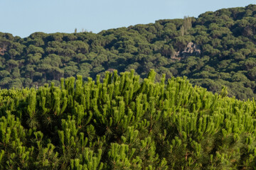 Forest of lush green pine trees in wilderness mountain  forrest