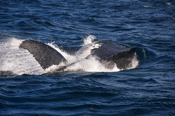 Fototapeta premium Whales Frolicking on the Ocean Surface