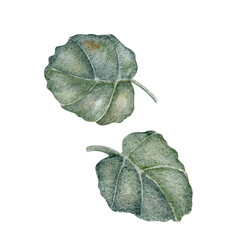 Wall Bellflower Leaves Set. Dark green leaves. Botanical watercolor botanical illustration