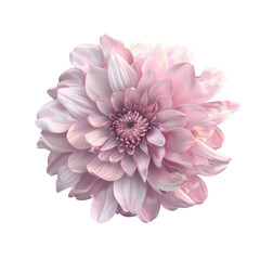 Pink chrysanthemum flower on a transparent background with no shadows, isolated with clipping path. 