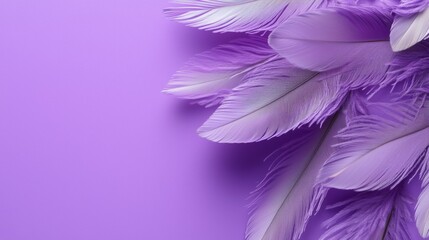 Fototapeta premium Feathers on a purple background